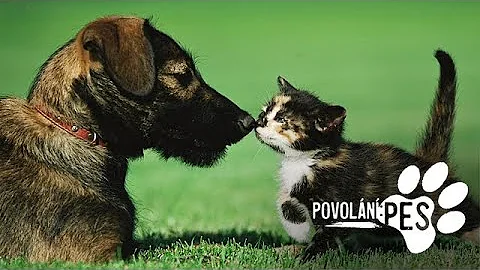 Jak se zbavit sekanci ze strany kočky a psa?