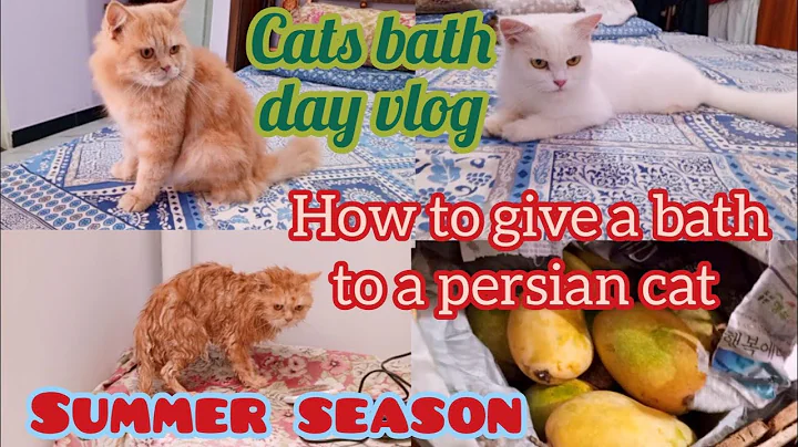 Video 10136291: persian cat kitten bathing, best persian cat, kittycat