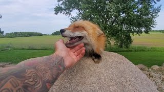 Full SAVEAFOX tour! Learn about Sponsorship!
