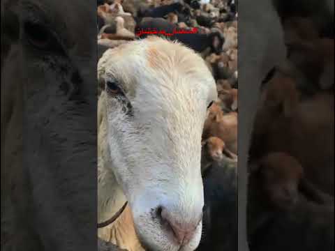 شغنان بدخشان زندگی مملو از عشق و انسانی     