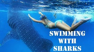 Swimming with whale sharks in Oslob, Cebu, Philippines February 2016