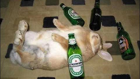 Andrew Jackson Jihad - A Song Dedicated To The Memory Of Stormy The Rabbit (cover)