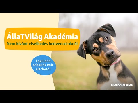 Videó: FONTOS: Hogyan kell tanítani a kutyát, hogy elhagyjon vagy csepp valamit