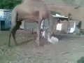 طقاشه سمعها