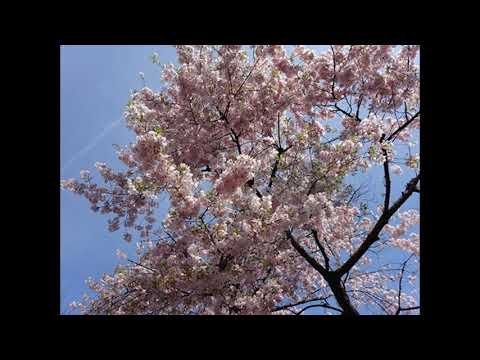 春風の中で　山崎朋子作詞・作曲