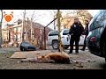 Dog died tied to fence gets animal cops detroit to rescue another dog