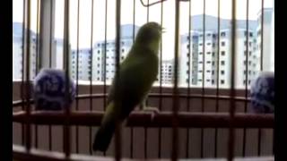 Rekaman terbagus video dan audio burung pleci Bisa download di sini laquo; KLUB BURUNG