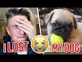 I lost my new dog... (very emotional)