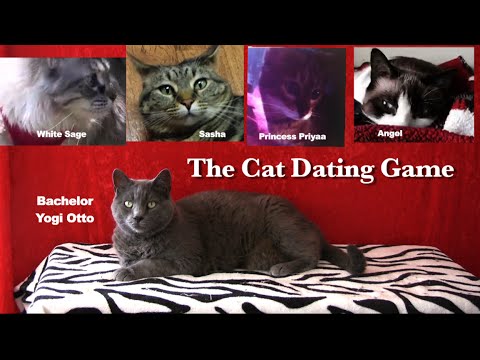 Cat dating site | Cats, Funny an…