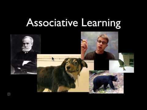 Video: Asociatyvaus mokymosi gyvūnuose?