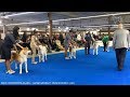 EURO DOG SHOW 2018 | MALE INTERMEDIA AKITA EDS | POLAND WARSAW | EDS 2018