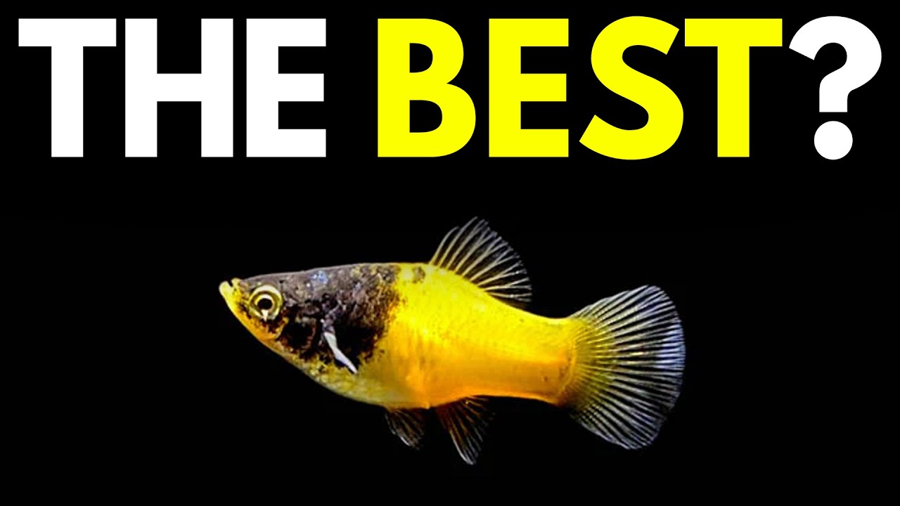 Most PROFITABLE Fish to Breed Right Now