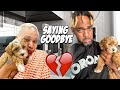 Saying Goodbye To Our Maltipoo Puppies (Emotional Vlog)