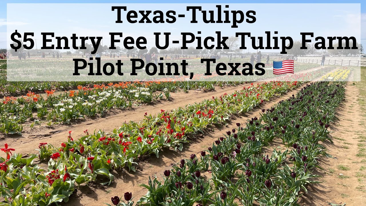 Pick Your Own Tulip Field at TexasTulips (Pilot Point, Texas) YouTube