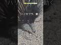 【東山動植物園公式】ハリモグラ動く《 ハリモグラ 》#shorts