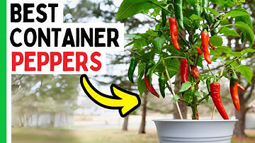 6 Pepper Varieties That THRIVE In Containers