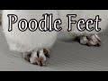 How to Shave Poodle Feet