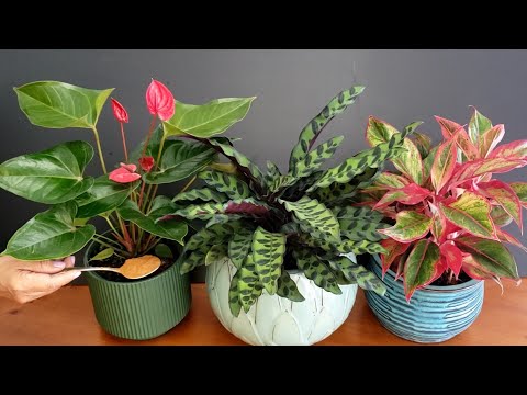 DIY I Stopped Killing My Indoor Plants After I Learned These Tips to Keep My Plants Healthy