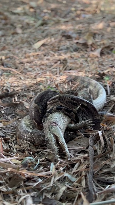 The last breath | Python vs crocodile #shorts #youtubewildlife - YouTube