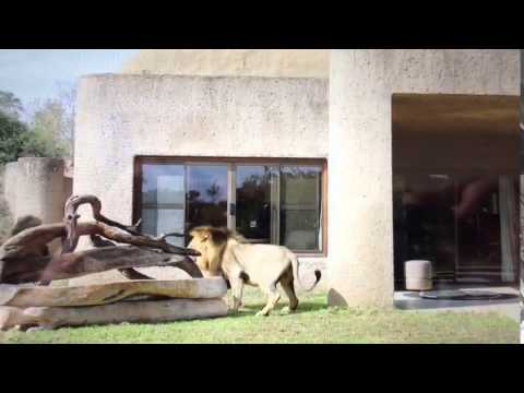 Lion gets a fright at his own reflection!