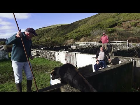 JAF - Os Novilhos Nas Pastagens Do Carvão - Ilha Terceira - Açores - Portugal