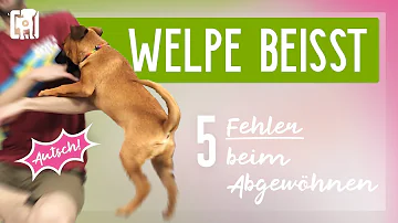 Wie lange dauert es bis ein Welpe nicht mehr beißt?