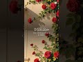 وكان الله على كل شيء مقتدرا ❤️ تلاوة روحانية جميلة خاشعة ❤️ #قران_كريم ❤️