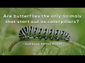 Are butterflies the only animals that start out as caterpillars?