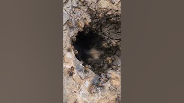 cách bắt ổ ong mật ở hốc đá bằng long não ong ra cực kỳ nhanh