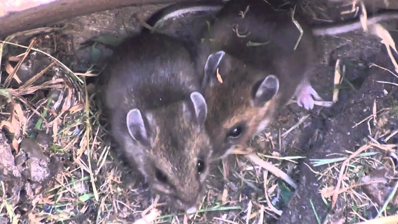 Deer Mouse (Cricetidae: Peromyscus maniculatus) Close-up