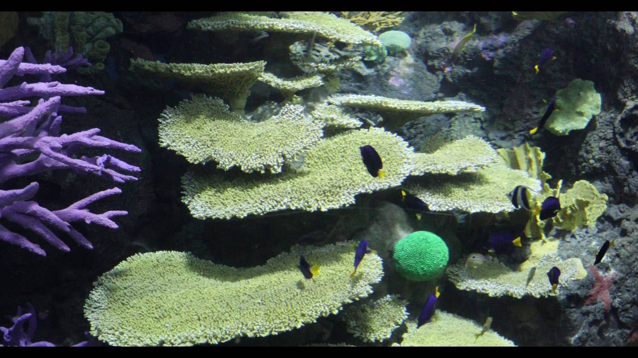 Low light ISO test Canon 5d mark iv - 4k