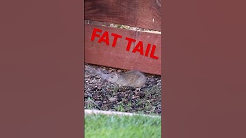 Fat Tail vs Phat Gus! Check out the full video on @MarkRober’s channel! #shorts