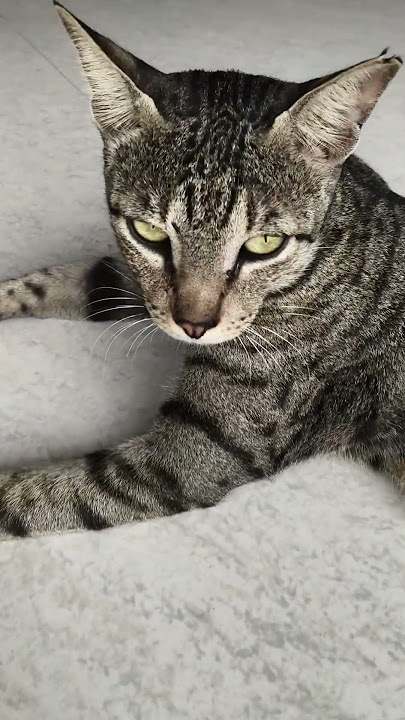simba
