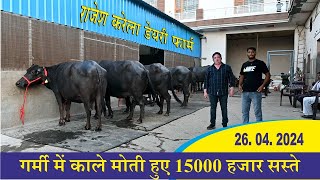 गर्मी में काले मोती हुए 15000 हजार सस्ते || RAJESH KARELA DAIRY FARM, JIND