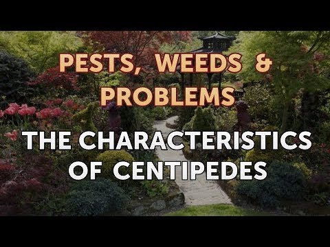 The Characteristics of Centipedes