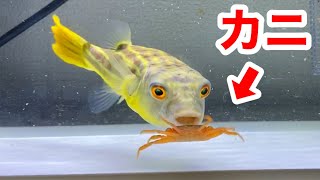 腹ペコのフグが大量のカニをバリバリと捕食する