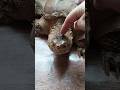 Грифова та кайманова черепахи #Macroclemystemminckii #Chelydraserpentina