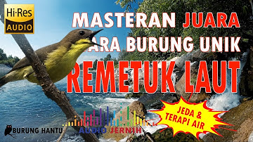 Masteran Murai Batu Kacer Cucak Ijo Remetuk Laut Gacor