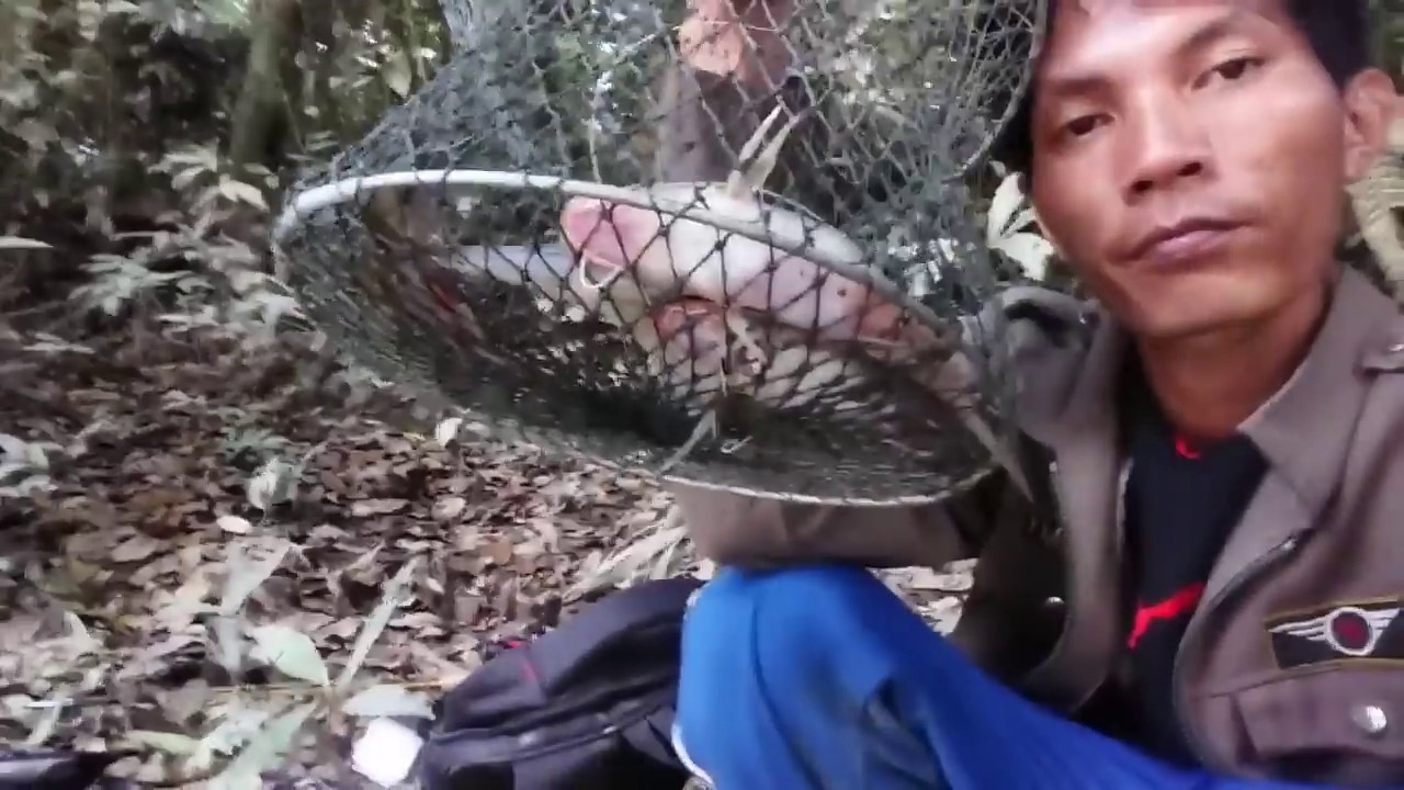 MANCING DENGAN UMPAN USUS