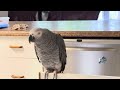 Griffin the African Grey parrot morning gibberish ￼ chat