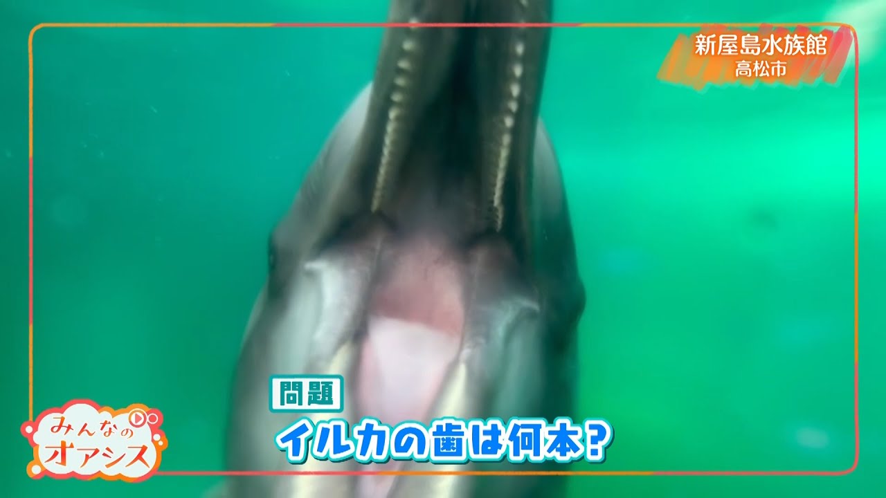 みんなのオアシス・イルカの歯って何本？（新屋島水族館）　2022/07/15放送