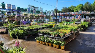 Home Depot May 2024 plant inventory. Look at all these beautiful annuals,  perennials and shrubs!