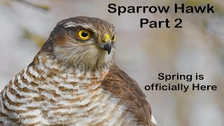 Sparrow Hawk Part 2 & Spring is Here