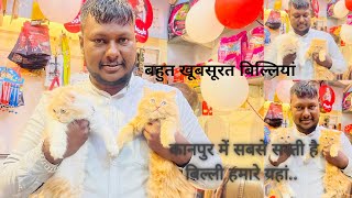 Parscion kitten male and female price in India | Top qwailty hurry hair Bili | kanpur pet shop by SALONI PET SHOP KANPUR 1,194 views 4 months ago 6 minutes, 5 seconds