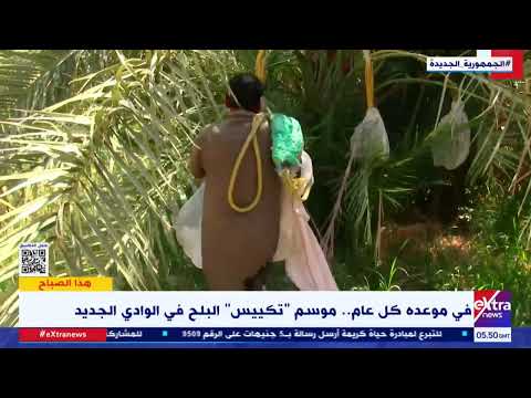 هذا الصباح في موعده كل عام موسم تكييس البلح في الوادي الجديد