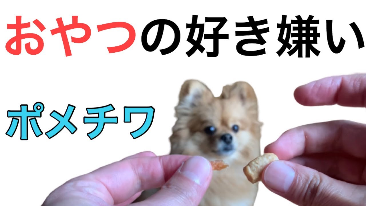 犬のおやつの好き嫌い ササミとチーズ ポメチワ ポメラニアン チワワ 可愛いミックス犬 Youtube