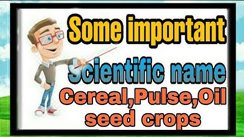 Scientific name of||Cereal crop ||Pulse crop||Oilseed crop/Botanical name of crops/Crop production.