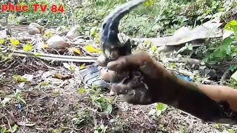 Bắt cá cạn miền tây, Bắt cá cạn đường nước ruộng mùa này dính thấy mê |Phúc TV 84