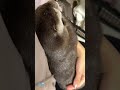 Mom Otter was Furious Because Her Son would Wildly Ask Her to Play with! #shorts