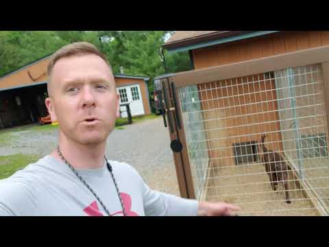 kennel-full-of-hunting-dogs